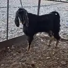 تيس ثني فحل حاار مشروووط