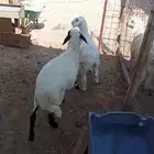هرافى ذبايح ثلاجة