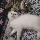 قطط سكوتش فولد إناث