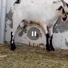 تيس بيشي امرح العمر 7 اشهر تقريبا حار جدا مشروط لو عندك مرا