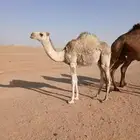 حاشي بكره طايشه