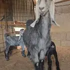 عنز متاوم