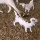 غنم ولد للبيع في المظيلف