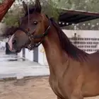 مهر شعبي للبيع