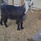 لعشاق العوارض ثنيه عارضيه فاااخره