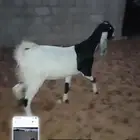 عنز هولنديه