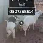 ذبايح 6 شهور وفوق جزلة في عفيف
