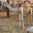 قعود حيسوني تبيه فحل ولا قصب