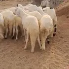 للبيع طليان سواكن جذعان ومقفله شحم