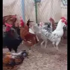 ديوك بلدي وفيومي