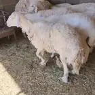 مجموعة شياه حريات بالفحل تامات