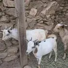 تيوس بلدي الموقع الداير