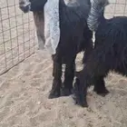 للبيع سبع جفرات عوارض صنف