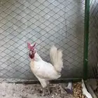 ديك