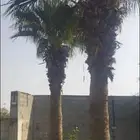 نخيل واشنطون للبيع