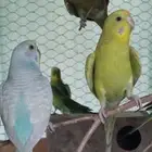 اجواز حب منتجه شرط صحة ونظافه