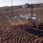 طليان حريات عدد 6 للبيع الأعمار 3 شهور البيع جمله جمله