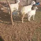 حريات خلفات 2