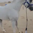 حصان شعبي للبيع