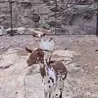 شاه وبنتها للبيع
