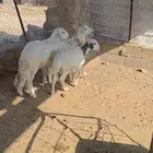 خرفان للبيع