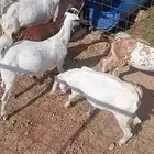 جفار من المراح