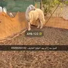 فحل حري