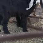 تيس عارضي لباني تم البيع