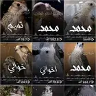 استديو احلام الطرب لتنفيذ الزفات والشيلات