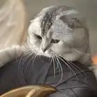 قط سكوتش فخم