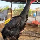دجاجه شامو الماني دم هزاز