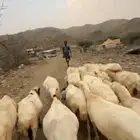 ضان رفد مراح واحد