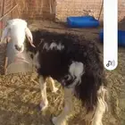 شاه نجديه تامه