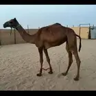 للبيع سلاله طيبه انتاج