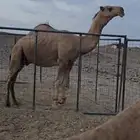 فحل ثني