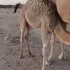 قعود كفو ع الحليب. اثمان. الثمن ب750