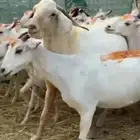 معزاء ببشيات فواخر مراح واحد