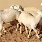 للبيع غنم حريه العدد 7 روس جذعه وثانيه