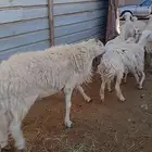 فحل حري طول وارتفاع وجرم ماشاء الله