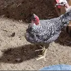 دجاج بحريني وديك