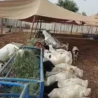 بربري برابر صومالية مرابي للبيع