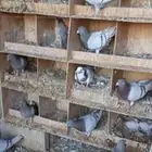 حمام فرنسي سيلفر منتج أمهات مشروع 1000 شرط صحه وإنتاج ونظافه