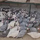 للبيع حبشي بياض الحجم كبير العدد 100 جوز
