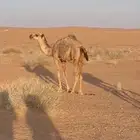 بكره شقحا للبيع