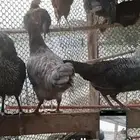 دجاج بلدي