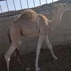 النوع قعود بري ع حليب وطيب ب الحيل   ونضيف