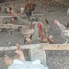 للبيع دجاج بلدي بياض