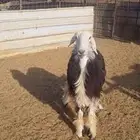 للبيع رخل جذعه مضرع حايل لا اعلم