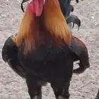 ديك عربي