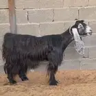 عنز عارضيه معرفه